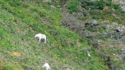 PICTURES/Going-To-The-Sun Road/t_Mountain Goats1.JPG